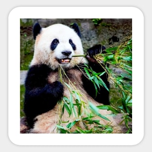 Giant Panda at Chongquing Zoo China Photograph Print Sticker